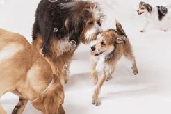 Best Dog Day Care in San Juan Capistrano, CA My Caring Dog – Tips, Stories, and Care Guides for Loving Pet Owners Best Dog Day Care in San Juan Capistrano, CA | My Caring Dog – Tips, Stories, and Care Guides for Loving Pet Owners