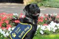 My Buddy Dog: The Ultimate Car Companion My Caring Dog – Tips, Stories, and Care Guides for Loving Pet Owners My Buddy Dog: The Ultimate Car Companion | My Caring Dog – Tips, Stories, and Care Guides for Loving Pet Owners