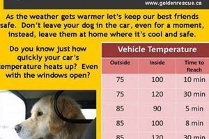 Danger: Car Temperatures for Dogs - Hot Car Risks My Caring Dog – Tips, Stories, and Care Guides for Loving Pet Owners Danger: Car Temperatures for Dogs - Hot Car Risks | My Caring Dog – Tips, Stories, and Care Guides for Loving Pet Owners
