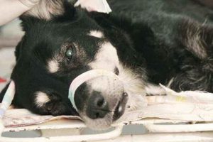Essential Guide to Dog Post-Surgery Care My Caring Dog – Tips, Stories, and Care Guides for Loving Pet Owners Essential Guide to Dog Post-Surgery Care | My Caring Dog – Tips, Stories, and Care Guides for Loving Pet Owners