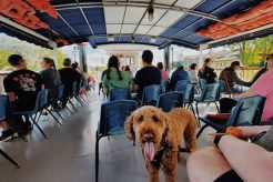 Top Dog Day Care in Frankenmuth, MI My Caring Dog – Tips, Stories, and Care Guides for Loving Pet Owners Top Dog Day Care in Frankenmuth, MI | My Caring Dog – Tips, Stories, and Care Guides for Loving Pet Owners