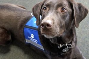 Find Service Dogs for Anxiety Near You Today My Caring Dog – Tips, Stories, and Care Guides for Loving Pet Owners Find Service Dogs for Anxiety Near You Today | My Caring Dog – Tips, Stories, and Care Guides for Loving Pet Owners