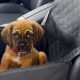 Waterproof Dog Car Seat | My Caring Dog – Tips, Stories, and Care Guides for Loving Pet Owners