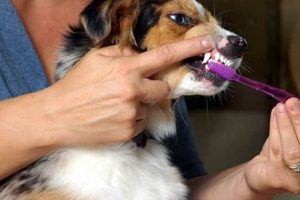 Essential Dog Dental Care Tips & Tricks My Caring Dog – Tips, Stories, and Care Guides for Loving Pet Owners Essential Dog Dental Care Tips & Tricks | My Caring Dog – Tips, Stories, and Care Guides for Loving Pet Owners