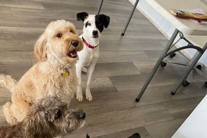 Top Dog Day Care in Clifton, NJ: Best Facilities My Caring Dog – Tips, Stories, and Care Guides for Loving Pet Owners Top Dog Day Care in Clifton, NJ: Best Facilities | My Caring Dog – Tips, Stories, and Care Guides for Loving Pet Owners