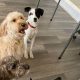 Top Dog Day Care in Clifton, NJ: Best Facilities | My Caring Dog – Tips, Stories, and Care Guides for Loving Pet Owners