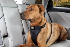 Best Dog Harnesses for Safe Car Rides My Caring Dog – Tips, Stories, and Care Guides for Loving Pet Owners Best Dog Harnesses for Safe Car Rides | My Caring Dog – Tips, Stories, and Care Guides for Loving Pet Owners