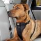 Best Dog Harnesses for Safe Car Rides | My Caring Dog – Tips, Stories, and Care Guides for Loving Pet Owners
