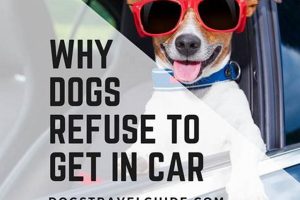 Dog Refusing To Get Into Car My Caring Dog – Tips, Stories, and Care Guides for Loving Pet Owners Dog Refusing To Get Into Car | My Caring Dog – Tips, Stories, and Care Guides for Loving Pet Owners
