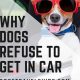 Dog Refusing To Get Into Car | My Caring Dog – Tips, Stories, and Care Guides for Loving Pet Owners