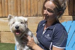 Best Dog Day Care in Noosa Heads | Top Kennels My Caring Dog – Tips, Stories, and Care Guides for Loving Pet Owners Best Dog Day Care in Noosa Heads | Top Kennels | My Caring Dog – Tips, Stories, and Care Guides for Loving Pet Owners