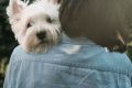 Free Puppies For Cancer Patients My Caring Dog – Tips, Stories, and Care Guides for Loving Pet Owners Free Puppies For Cancer Patients | My Caring Dog – Tips, Stories, and Care Guides for Loving Pet Owners