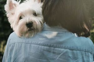 Free Puppies For Cancer Patients My Caring Dog – Tips, Stories, and Care Guides for Loving Pet Owners Free Puppies For Cancer Patients | My Caring Dog – Tips, Stories, and Care Guides for Loving Pet Owners