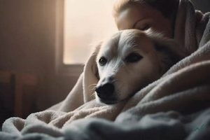 Expert Guide: How to Care for a Sick Dog at Home My Caring Dog – Tips, Stories, and Care Guides for Loving Pet Owners Expert Guide: How to Care for a Sick Dog at Home | My Caring Dog – Tips, Stories, and Care Guides for Loving Pet Owners