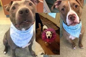Free Dogs For Seniors Near Me My Caring Dog – Tips, Stories, and Care Guides for Loving Pet Owners Free Dogs For Seniors Near Me | My Caring Dog – Tips, Stories, and Care Guides for Loving Pet Owners