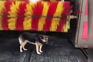 Dog At Car Wash In Turkey My Caring Dog – Tips, Stories, and Care Guides for Loving Pet Owners Dog At Car Wash In Turkey | My Caring Dog – Tips, Stories, and Care Guides for Loving Pet Owners