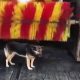Dog At Car Wash In Turkey | My Caring Dog – Tips, Stories, and Care Guides for Loving Pet Owners