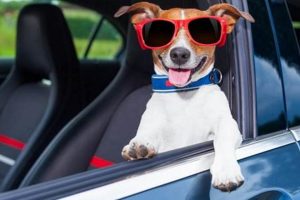 Best Dog Mode Cars: Features & Safety Tips My Caring Dog – Tips, Stories, and Care Guides for Loving Pet Owners Best Dog Mode Cars: Features & Safety Tips | My Caring Dog – Tips, Stories, and Care Guides for Loving Pet Owners
