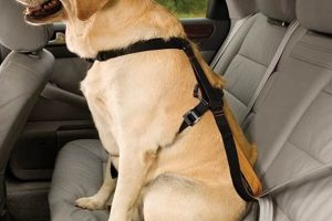 Top Dog Harnesses for Convertible Cars: Safe Travels My Caring Dog – Tips, Stories, and Care Guides for Loving Pet Owners Top Dog Harnesses for Convertible Cars: Safe Travels | My Caring Dog – Tips, Stories, and Care Guides for Loving Pet Owners