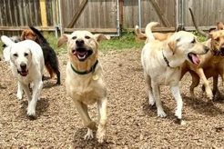 Top Dog Day Care in Austin TX: Best Options My Caring Dog – Tips, Stories, and Care Guides for Loving Pet Owners Top Dog Day Care in Austin TX: Best Options | My Caring Dog – Tips, Stories, and Care Guides for Loving Pet Owners