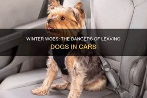 Leaving Dog In Car In Winter My Caring Dog – Tips, Stories, and Care Guides for Loving Pet Owners Leaving Dog In Car In Winter | My Caring Dog – Tips, Stories, and Care Guides for Loving Pet Owners