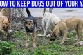 Safe & Happy: Guide to Keeping Dogs in Cars My Caring Dog – Tips, Stories, and Care Guides for Loving Pet Owners Safe & Happy: Guide to Keeping Dogs in Cars | My Caring Dog – Tips, Stories, and Care Guides for Loving Pet Owners