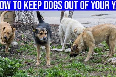 Safe & Happy: Guide to Keeping Dogs in Cars My Caring Dog – Tips, Stories, and Care Guides for Loving Pet Owners Safe & Happy: Guide to Keeping Dogs in Cars | My Caring Dog – Tips, Stories, and Care Guides for Loving Pet Owners