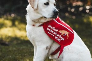 Top Charities for Service Dogs: A Guide My Caring Dog – Tips, Stories, and Care Guides for Loving Pet Owners Top Charities for Service Dogs: A Guide | My Caring Dog – Tips, Stories, and Care Guides for Loving Pet Owners