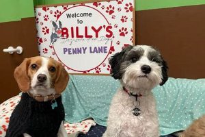 Top-Rated Billy's Day Care for Dogs: Safe & Fun! My Caring Dog – Tips, Stories, and Care Guides for Loving Pet Owners Top-Rated Billy's Day Care for Dogs: Safe & Fun! | My Caring Dog – Tips, Stories, and Care Guides for Loving Pet Owners