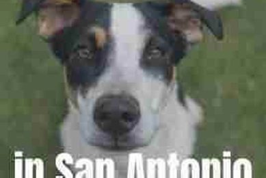 Best Texas Dog Rescue in San Antonio TX My Caring Dog – Tips, Stories, and Care Guides for Loving Pet Owners Best Texas Dog Rescue in San Antonio TX | My Caring Dog – Tips, Stories, and Care Guides for Loving Pet Owners