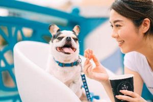 Best Dog Day Care in Hong Kong: Top Centers My Caring Dog – Tips, Stories, and Care Guides for Loving Pet Owners Best Dog Day Care in Hong Kong: Top Centers | My Caring Dog – Tips, Stories, and Care Guides for Loving Pet Owners