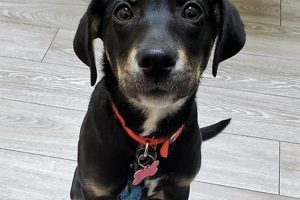 Best Dog Rescue Organizations in Chicago, IL My Caring Dog – Tips, Stories, and Care Guides for Loving Pet Owners Best Dog Rescue Organizations in Chicago, IL | My Caring Dog – Tips, Stories, and Care Guides for Loving Pet Owners