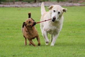 Best Dog Day Care in Fairfax, VA: Top Centers My Caring Dog – Tips, Stories, and Care Guides for Loving Pet Owners Best Dog Day Care in Fairfax, VA: Top Centers | My Caring Dog – Tips, Stories, and Care Guides for Loving Pet Owners