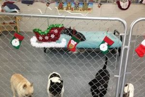 Top Dog Resort & Day Care: Pampered Paws My Caring Dog – Tips, Stories, and Care Guides for Loving Pet Owners Top Dog Resort & Day Care: Pampered Paws | My Caring Dog – Tips, Stories, and Care Guides for Loving Pet Owners