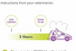 Best Cerenia for Dog Car Sickness Relief My Caring Dog – Tips, Stories, and Care Guides for Loving Pet Owners Best Cerenia for Dog Car Sickness Relief | My Caring Dog – Tips, Stories, and Care Guides for Loving Pet Owners