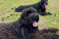 Best Bold City K9 Training for Car Dogs My Caring Dog – Tips, Stories, and Care Guides for Loving Pet Owners Best Bold City K9 Training for Car Dogs | My Caring Dog – Tips, Stories, and Care Guides for Loving Pet Owners