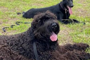 Best Bold City K9 Training for Car Dogs My Caring Dog – Tips, Stories, and Care Guides for Loving Pet Owners Best Bold City K9 Training for Car Dogs | My Caring Dog – Tips, Stories, and Care Guides for Loving Pet Owners