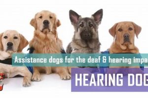 Hearing Service Dog Costs: A Complete Guide My Caring Dog – Tips, Stories, and Care Guides for Loving Pet Owners Hearing Service Dog Costs: A Complete Guide | My Caring Dog – Tips, Stories, and Care Guides for Loving Pet Owners