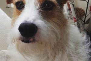 Is a Dog Right for You? The Ultimate Guide My Caring Dog – Tips, Stories, and Care Guides for Loving Pet Owners Is a Dog Right for You? The Ultimate Guide | My Caring Dog – Tips, Stories, and Care Guides for Loving Pet Owners