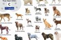 Best Car Accessories for Dog C Lovers My Caring Dog – Tips, Stories, and Care Guides for Loving Pet Owners Best Car Accessories for Dog C Lovers | My Caring Dog – Tips, Stories, and Care Guides for Loving Pet Owners