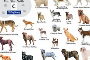 Best Car Accessories for Dog C Lovers My Caring Dog – Tips, Stories, and Care Guides for Loving Pet Owners Best Car Accessories for Dog C Lovers | My Caring Dog – Tips, Stories, and Care Guides for Loving Pet Owners