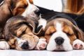 Car Dogs Without AI: Tech-Free Travel Tips My Caring Dog – Tips, Stories, and Care Guides for Loving Pet Owners Car Dogs Without AI: Tech-Free Travel Tips | My Caring Dog – Tips, Stories, and Care Guides for Loving Pet Owners