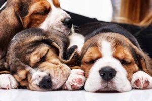 Car Dogs Without AI: Tech-Free Travel Tips My Caring Dog – Tips, Stories, and Care Guides for Loving Pet Owners Car Dogs Without AI: Tech-Free Travel Tips | My Caring Dog – Tips, Stories, and Care Guides for Loving Pet Owners