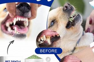 Best Natural Dog Teeth Care Guide My Caring Dog – Tips, Stories, and Care Guides for Loving Pet Owners Best Natural Dog Teeth Care Guide | My Caring Dog – Tips, Stories, and Care Guides for Loving Pet Owners