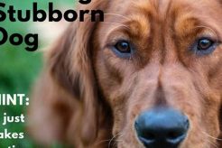 Top 10 Easy Dogs to Train and Care For: A Guide My Caring Dog – Tips, Stories, and Care Guides for Loving Pet Owners Top 10 Easy Dogs to Train and Care For: A Guide | My Caring Dog – Tips, Stories, and Care Guides for Loving Pet Owners