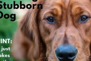 Top 10 Easy Dogs to Train and Care For: A Guide My Caring Dog – Tips, Stories, and Care Guides for Loving Pet Owners Top 10 Easy Dogs to Train and Care For: A Guide | My Caring Dog – Tips, Stories, and Care Guides for Loving Pet Owners