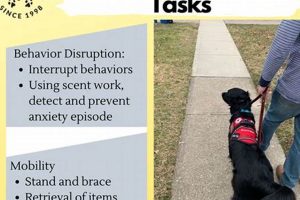 Getting a PTSD Service Dog: A Complete Guide My Caring Dog – Tips, Stories, and Care Guides for Loving Pet Owners Getting a PTSD Service Dog: A Complete Guide | My Caring Dog – Tips, Stories, and Care Guides for Loving Pet Owners