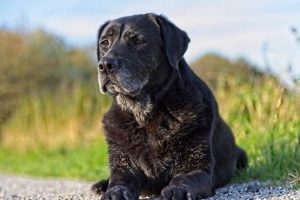Senior Dog Training Near Me My Caring Dog – Tips, Stories, and Care Guides for Loving Pet Owners Senior Dog Training Near Me | My Caring Dog – Tips, Stories, and Care Guides for Loving Pet Owners