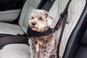 Best Car Tethers for Dogs: Safe Travel Guide My Caring Dog – Tips, Stories, and Care Guides for Loving Pet Owners Best Car Tethers for Dogs: Safe Travel Guide | My Caring Dog – Tips, Stories, and Care Guides for Loving Pet Owners