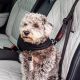 Best Car Tethers for Dogs: Safe Travel Guide | My Caring Dog – Tips, Stories, and Care Guides for Loving Pet Owners